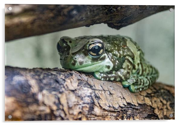 Bufotes (European Green Toad) Acrylic by Glen Allen