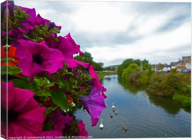 Petunias over bridge -  the Royal Military Canal  Canvas Print by Antoinette B