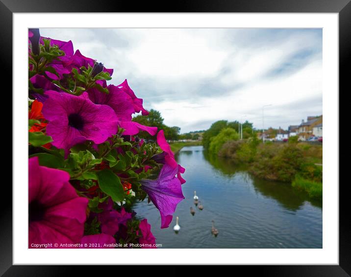 Petunias over bridge -  the Royal Military Canal  Framed Mounted Print by Antoinette B