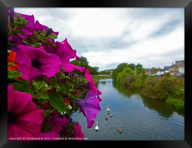 Petunias over bridge -  the Royal Military Canal  Framed Print by Antoinette B
