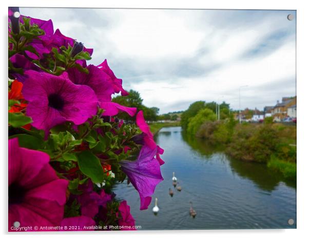 Petunias over bridge -  the Royal Military Canal  Acrylic by Antoinette B