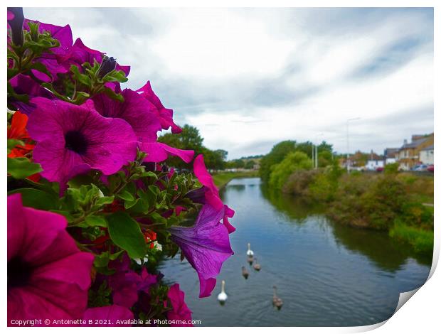 Petunias over bridge -  the Royal Military Canal  Print by Antoinette B