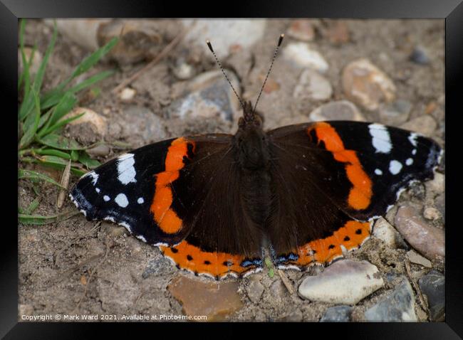 Red Admiral Catching the August Sun. Framed Print by Mark Ward