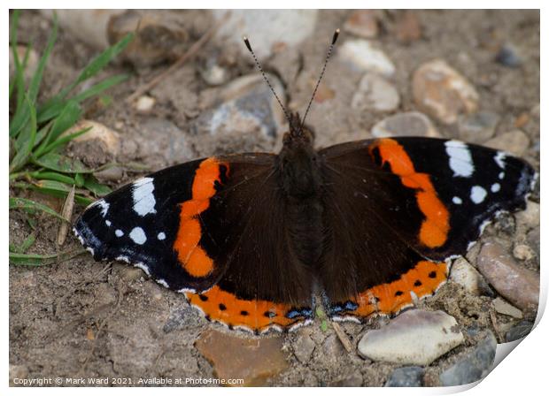 Red Admiral Catching the August Sun. Print by Mark Ward