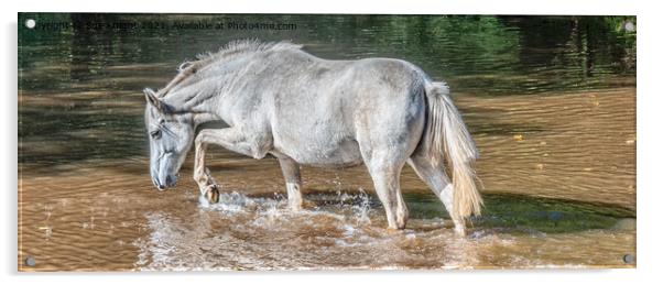 New Forest Pony at Ipley Acrylic by Sue Knight