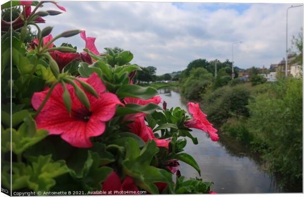 Pink Petunias over the bridge in Hythe  Canvas Print by Antoinette B