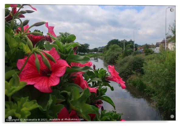 Pink Petunias over the bridge in Hythe  Acrylic by Antoinette B