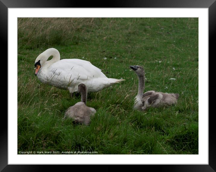 Cygnets and Swan Framed Mounted Print by Mark Ward