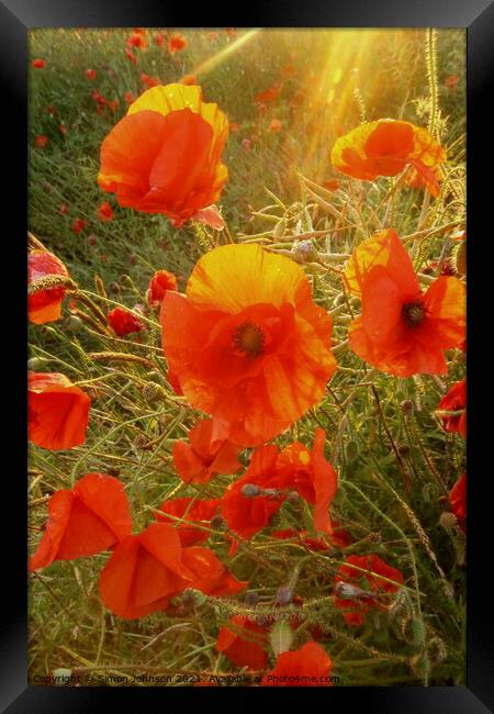  A poppy to Remember my father Framed Print by Simon Johnson