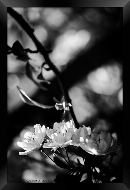 Cherry blossom  Framed Print by Adelaide Lin