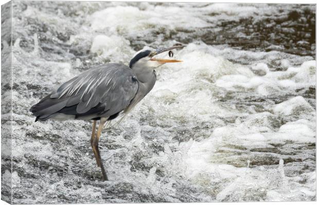 Grey Heron Going Fishing Canvas Print by Jonathan Thirkell