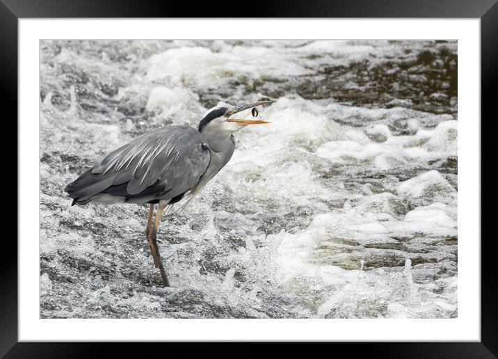 Grey Heron Going Fishing Framed Mounted Print by Jonathan Thirkell