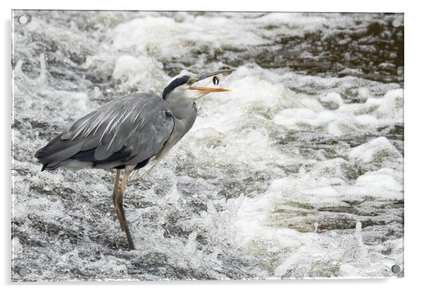 Grey Heron Going Fishing Acrylic by Jonathan Thirkell