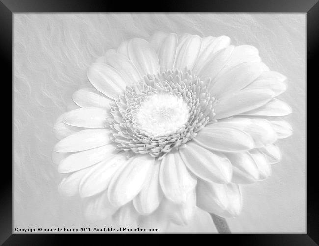 White Daisy. Framed Print by paulette hurley