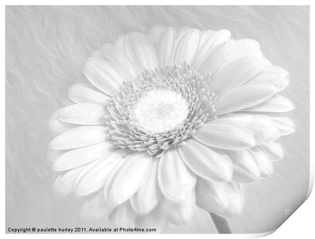 White Daisy. Print by paulette hurley