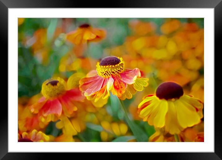 Beautiful Heleniums Framed Mounted Print by Alison Chambers