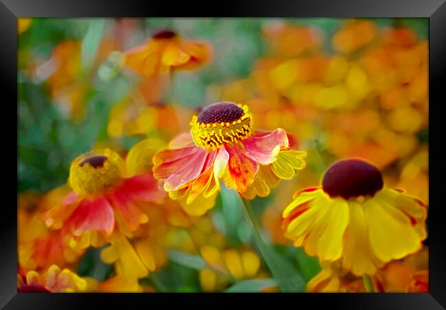 Beautiful Heleniums Framed Print by Alison Chambers