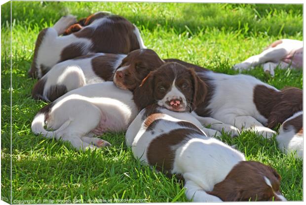 Puppies at rest Canvas Print by Philip Gough