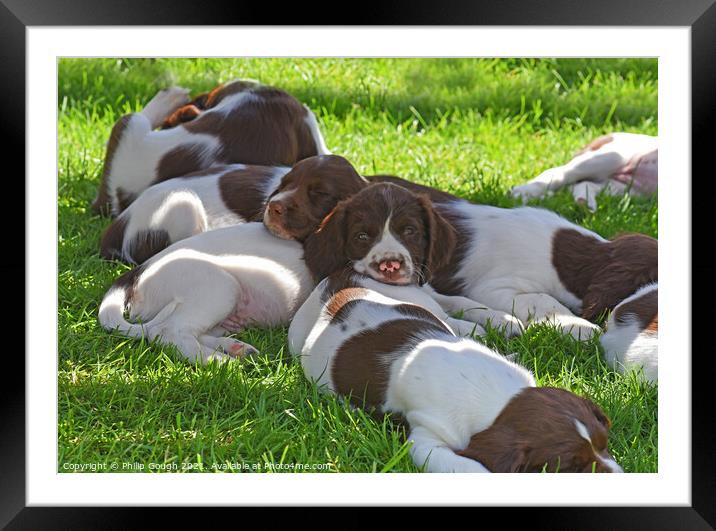 Puppies at rest Framed Mounted Print by Philip Gough