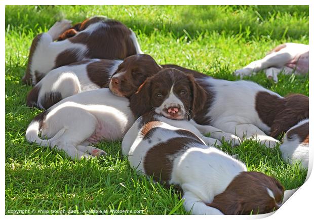 Puppies at rest Print by Philip Gough