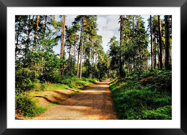 Cannock Chase Walks and trails Framed Mounted Print by Diana Mower