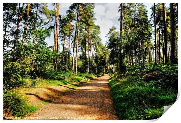 Cannock Chase Walks and trails Print by Diana Mower