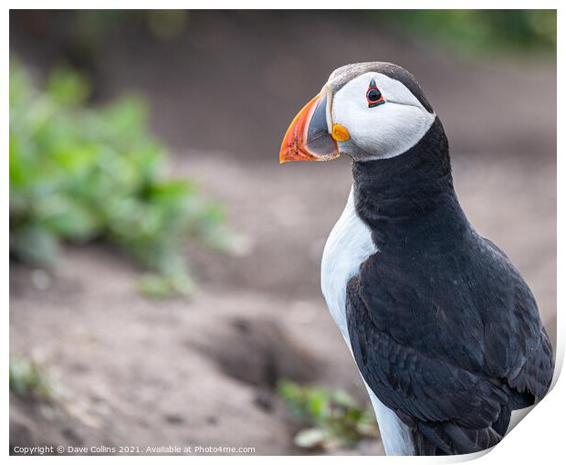 Puffin sitting on the ground on Inner Farne Island in the Farne Islands, Northumberland, England Print by Dave Collins