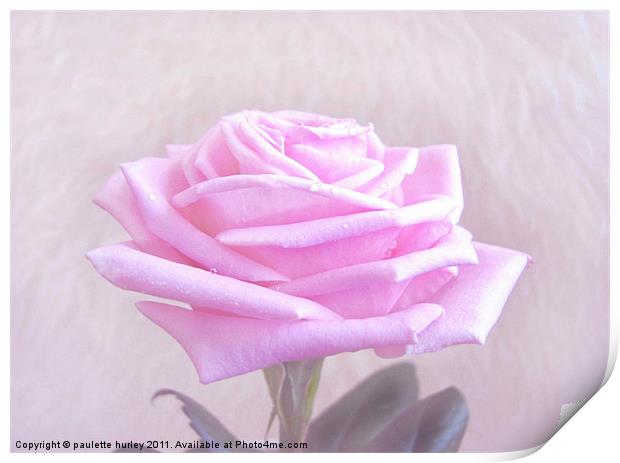 Pink Rose Petals. Print by paulette hurley