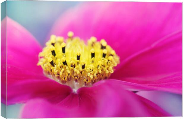 Hot Pink Cosmos Canvas Print by Sharon Johnstone
