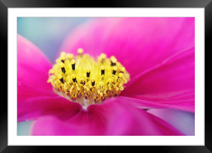 Hot Pink Cosmos Framed Mounted Print by Sharon Johnstone