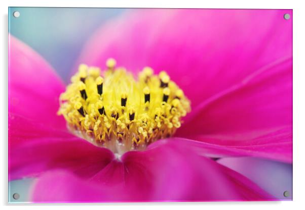 Hot Pink Cosmos Acrylic by Sharon Johnstone