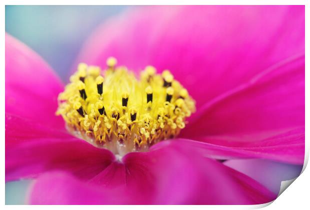 Hot Pink Cosmos Print by Sharon Johnstone