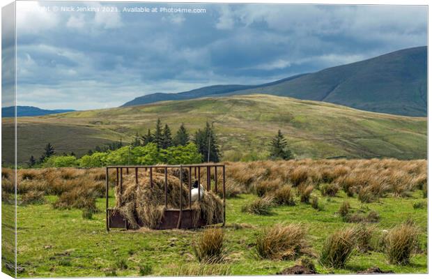 Howgill Fells Landscape with Comfy Lamb  Canvas Print by Nick Jenkins