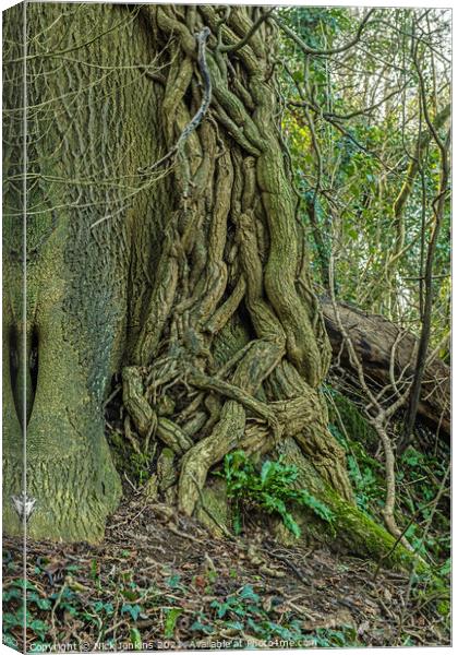 Ivy overpowering the tree it has attacked Canvas Print by Nick Jenkins