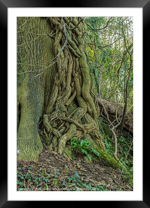 Ivy overpowering the tree it has attacked Framed Mounted Print by Nick Jenkins