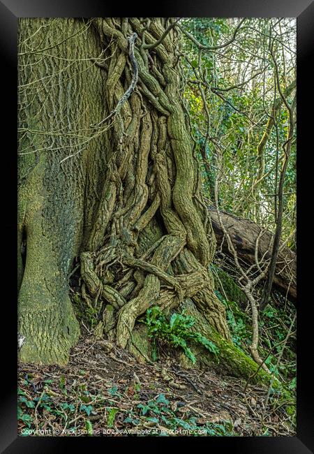 Ivy overpowering the tree it has attacked Framed Print by Nick Jenkins