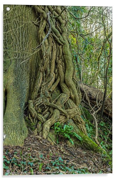 Ivy overpowering the tree it has attacked Acrylic by Nick Jenkins