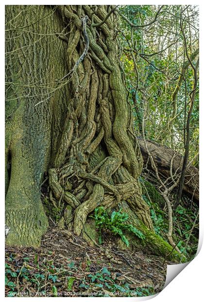 Ivy overpowering the tree it has attacked Print by Nick Jenkins