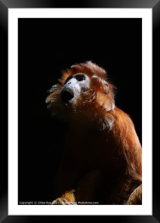An Ebony Langur Monkey Framed Mounted Print by Chloe Rye