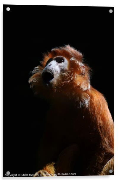 An Ebony Langur Monkey Acrylic by Chloe Rye