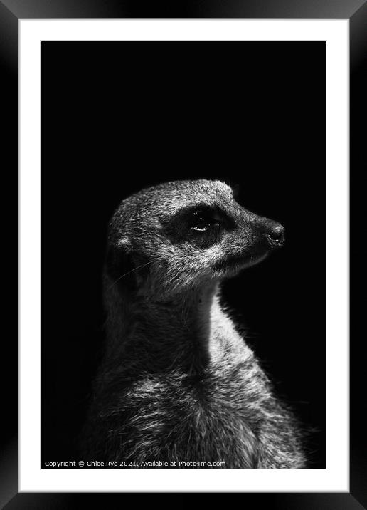 Meerkat at Port Lympne Zoo Framed Mounted Print by Chloe Rye