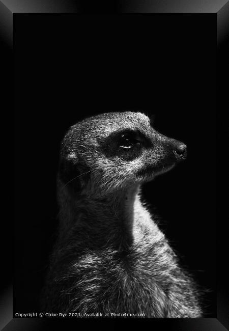Meerkat at Port Lympne Zoo Framed Print by Chloe Rye