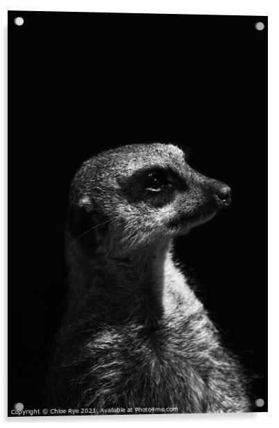 Meerkat at Port Lympne Zoo Acrylic by Chloe Rye