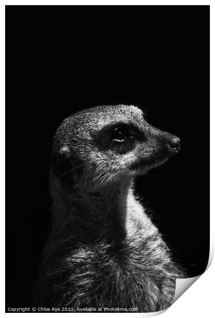 Meerkat at Port Lympne Zoo Print by Chloe Rye