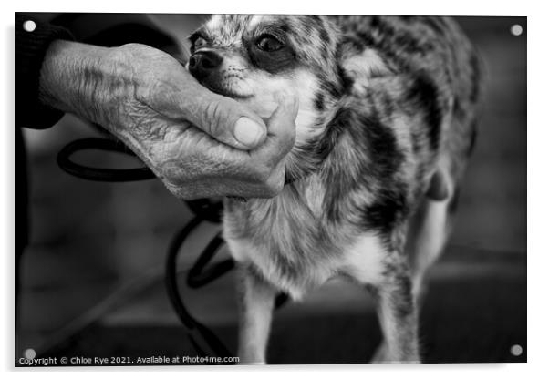 A Chihuahua with its owner Acrylic by Chloe Rye