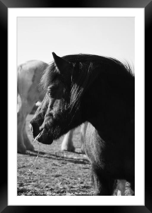 Shetland Pony  Framed Mounted Print by Chloe Rye