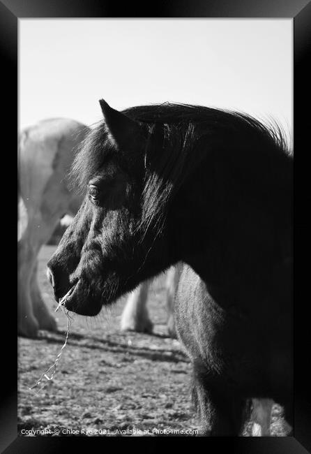 Shetland Pony  Framed Print by Chloe Rye