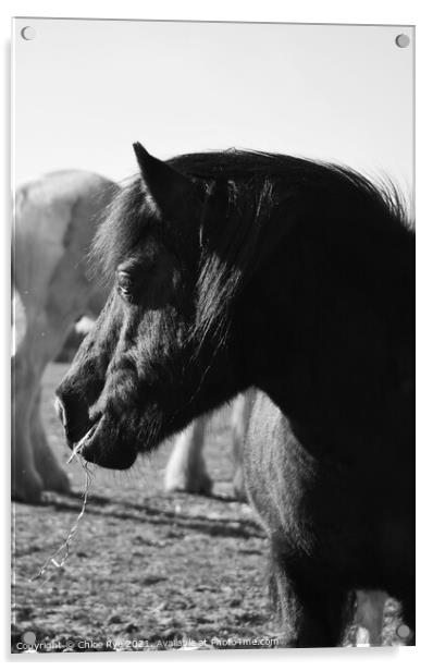 Shetland Pony  Acrylic by Chloe Rye