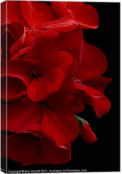 Red Geranium Canvas Print by Ann Garrett