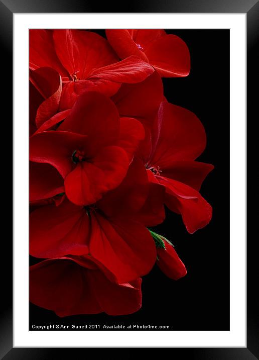 Red Geranium Framed Mounted Print by Ann Garrett